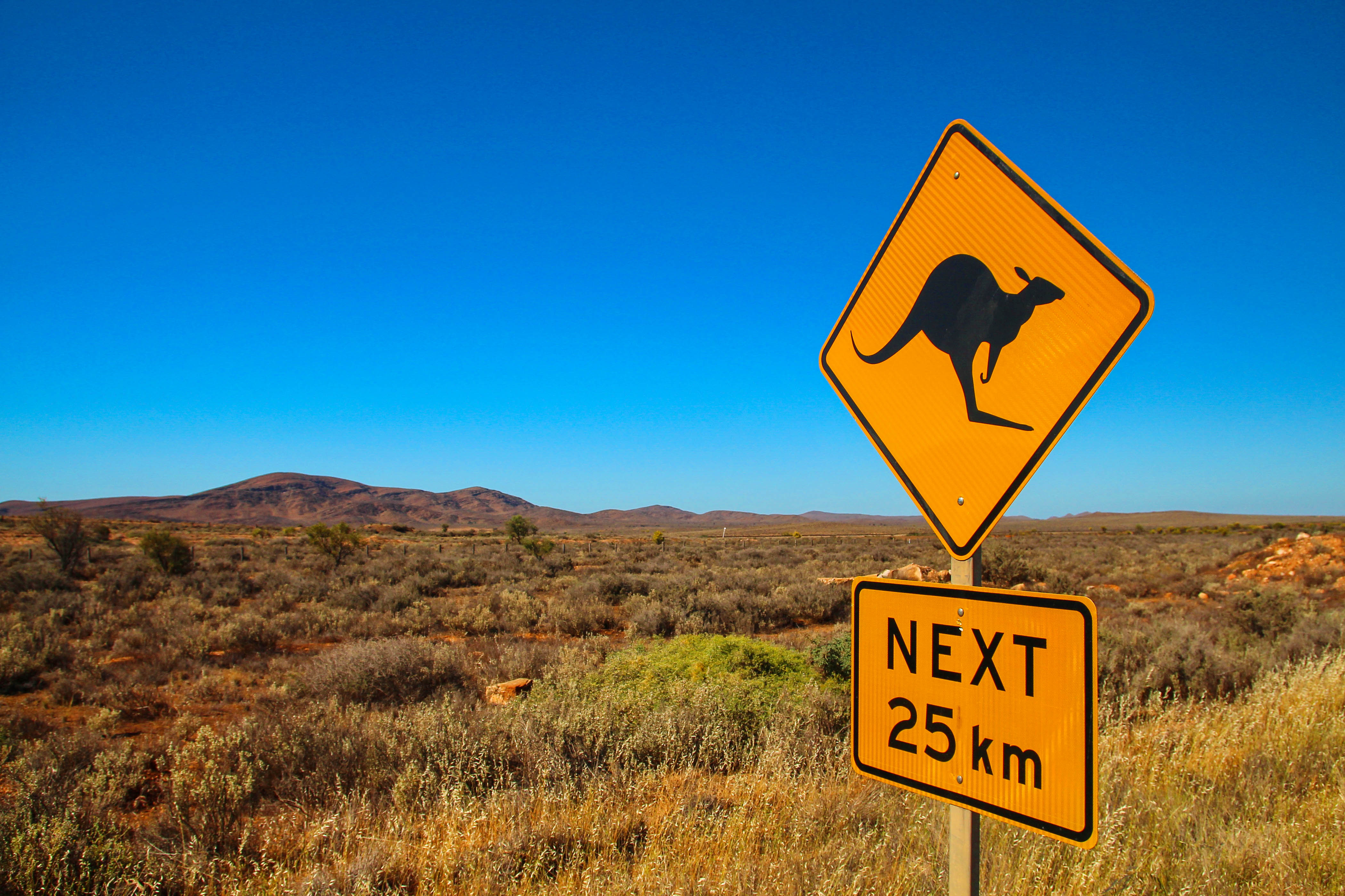 Kangaroos on the road
