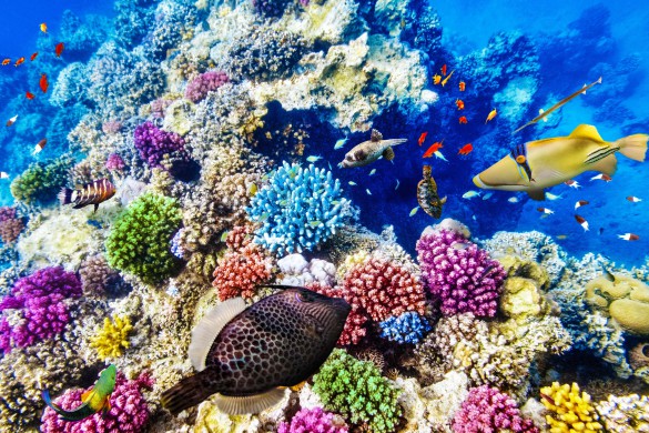 wonderful-and-beautiful-underwater-world-with-corals-and-tropical-fish-shutterstock_261953732-2-585x390