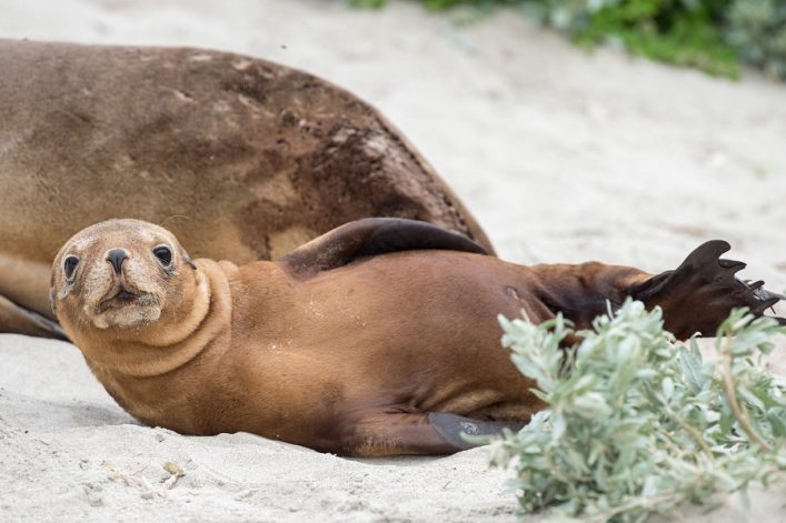 Seerobbe auf Kangaroo Island