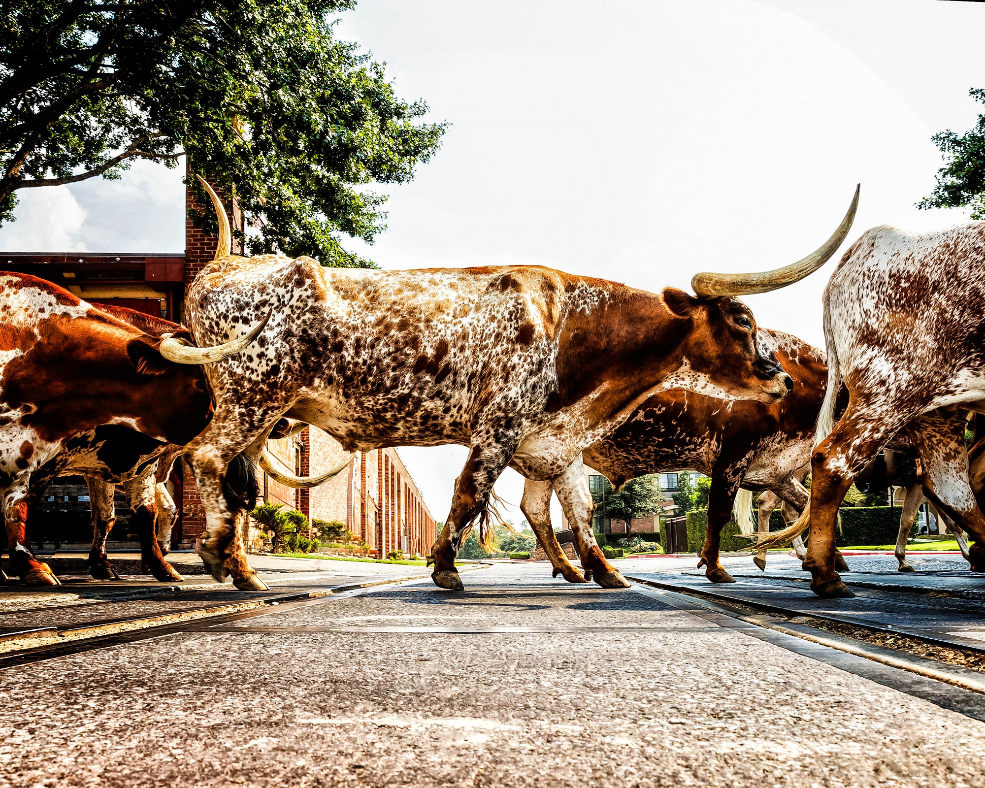 Texas Tipps Longhorns