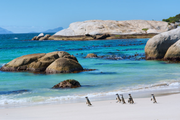 Ein weißer Sandstrand mit Pinguinen, die am Ufer entlangwatscheln. Dahinter türkisfarbenes Wasser, große runde Felsen und ferne Berge unter einem klaren blauen Himmel.