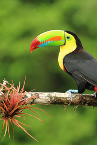 Beste Costa Rica Reisezeit