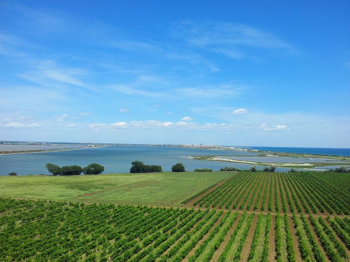 Vignoble_de_Maguelone_-_C_Gauthier