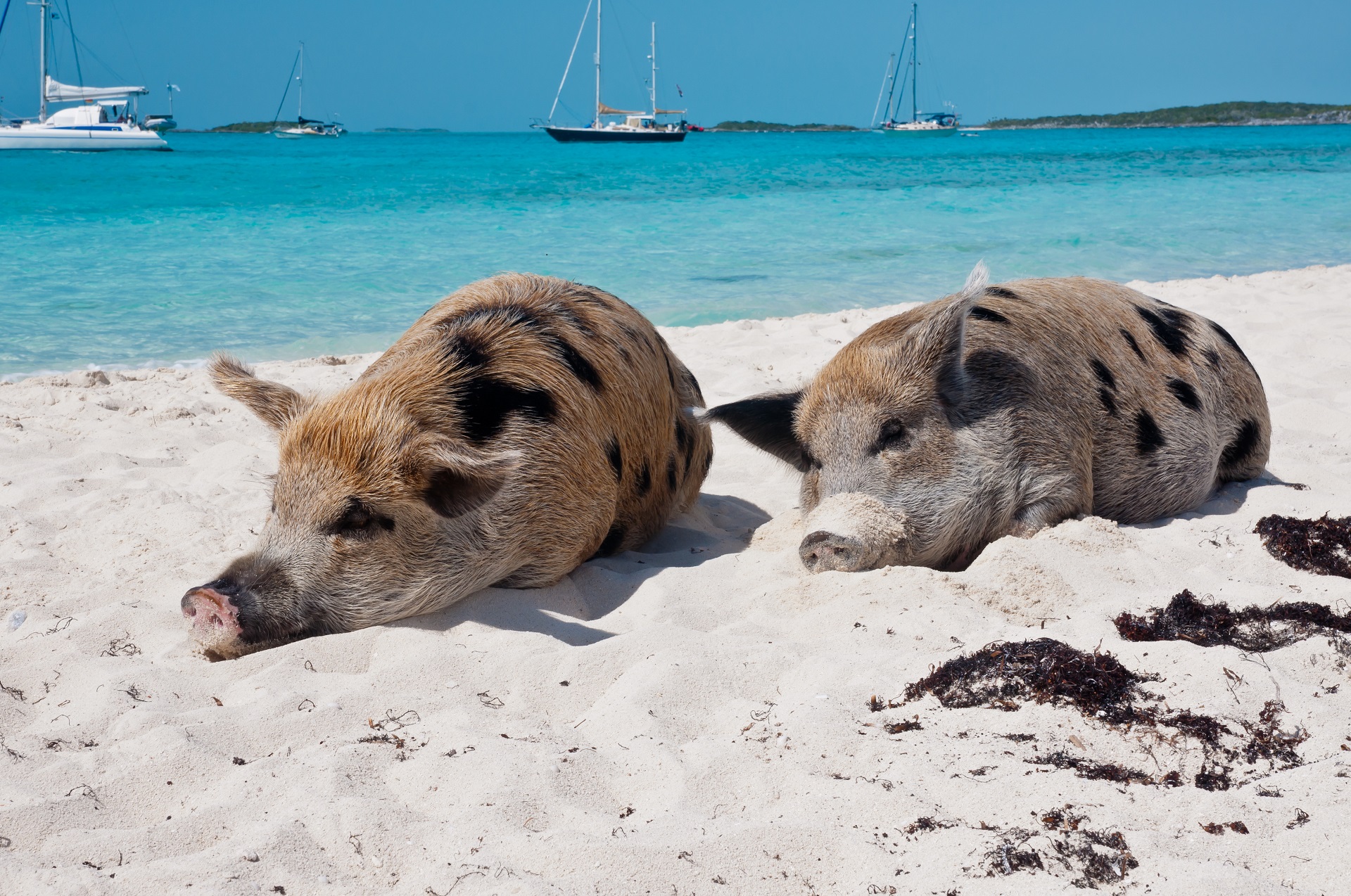 Scheine am Strand von den Bahamas