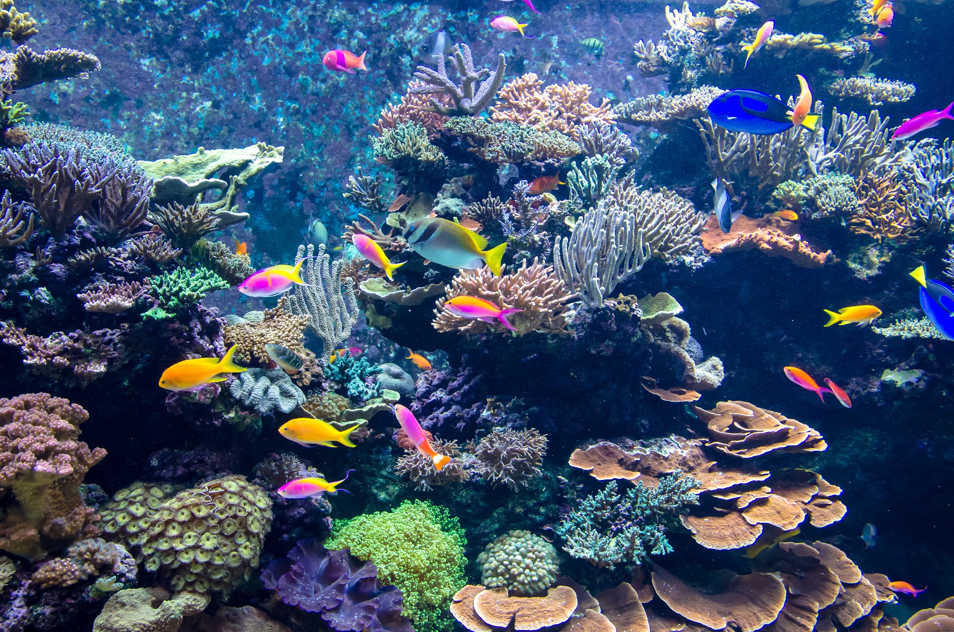 Das Aquarium am Flughafen von Vancouver.