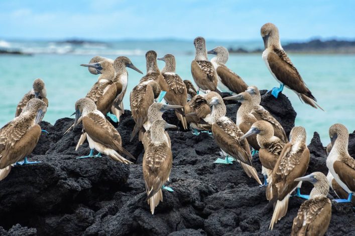Auf den Galapagosinseln gibt es eine Vielzahl an Wasservögeln