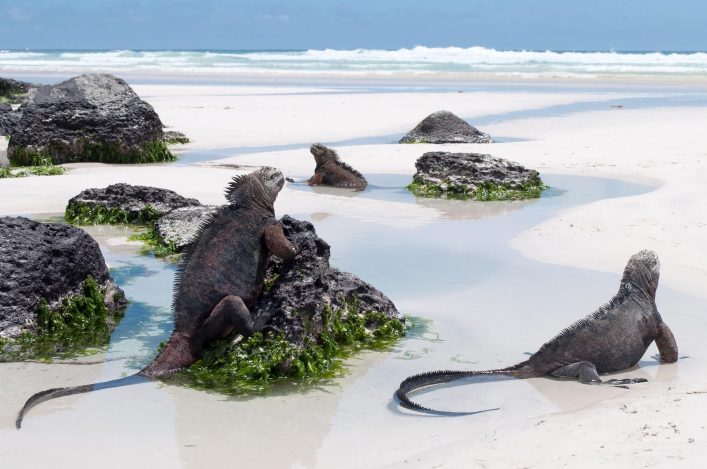 Auf den Galapagosinseln tummeln sich viele Leguane am Strand