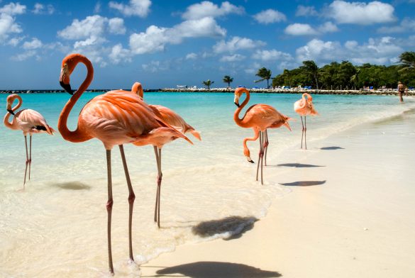 Aruba Flamingo Beach
