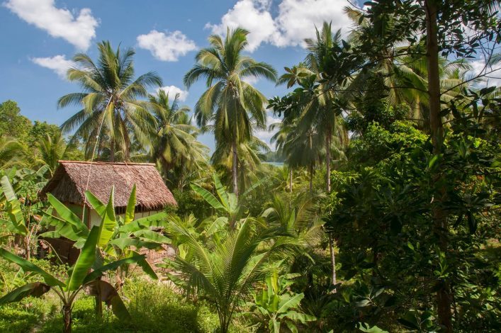 Üppiger Dschungel mit hohen Palmen unter blauem Himmel. Rechts dichte Vegetation, links ein Holzhütte mit Strohdach. Bananenpflanzen und weitere tropische Pflanzen verteilen sich im Vordergrund.