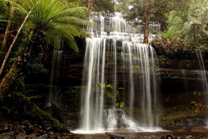 Rauschender Wasserfall im Mount Field Nationalpark, Tasmanien. Kaskaden fließen über Moos und Felsen. Üppige Vegetation mit Farnen links und Bäumen im Hintergrund rund um das Wasser.