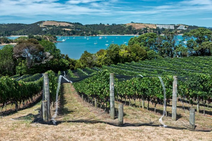 Weinberg auf Waiheke Island mit Reihen dichter Weinreben im Vordergrund. Im Hintergrund blaues Wasser mit Segelbooten und bewaldete Hügel unter einem leicht bewölkten Himmel.
