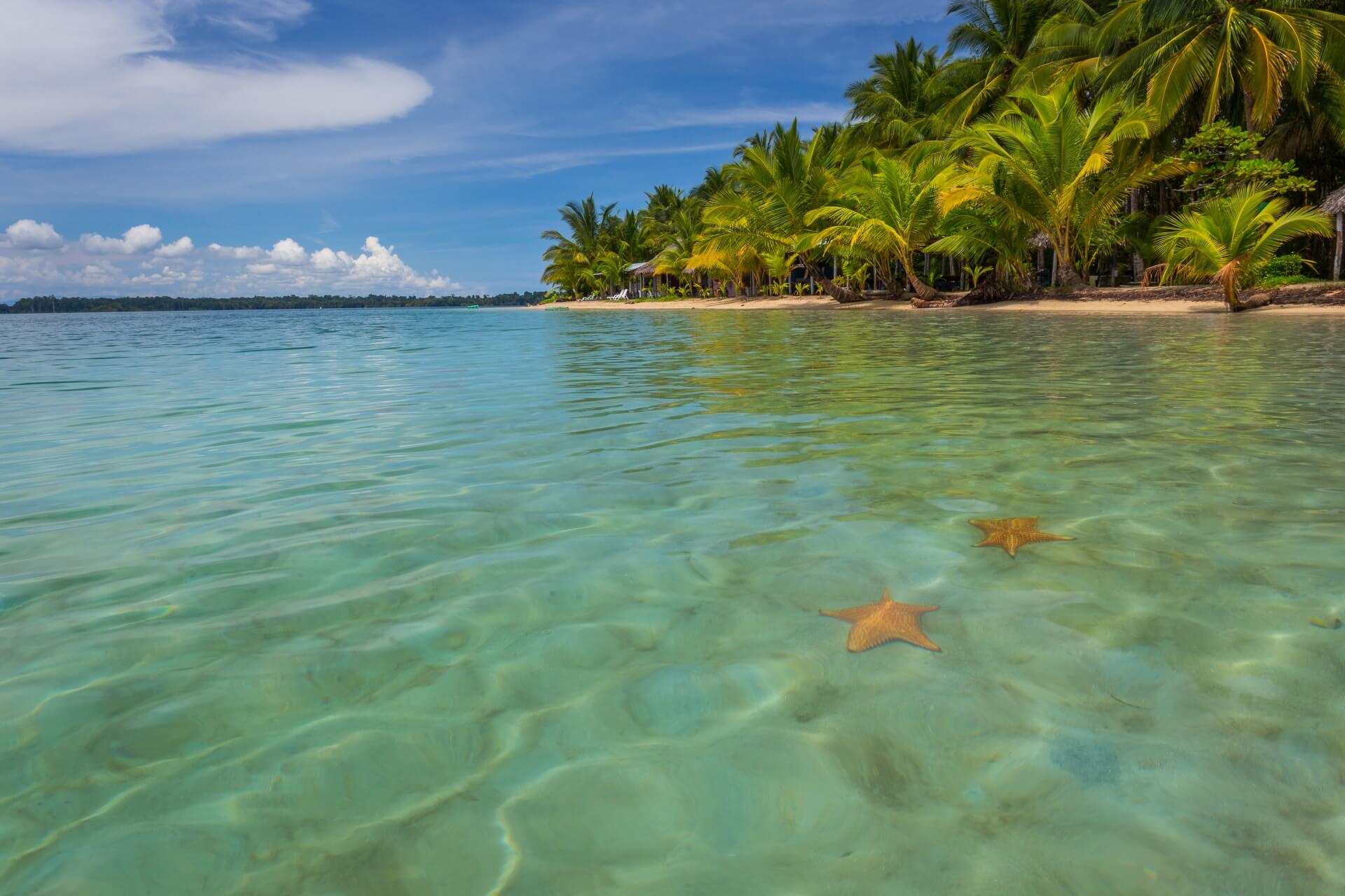 Zwei Seesterne liegen auf dem Grund des klaren Wassers. Im Hintergrund ein goldgelber Strand mit hohen Palmen.