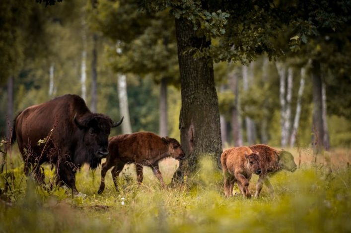 Wildtiere in Polen