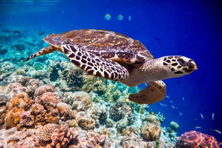 Schildkröte unter Wasser neben einem Korallenriff.