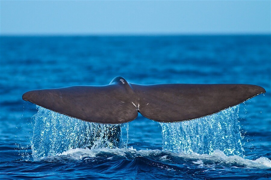 Sperm-whale-Physeter-macrocephalusAzores-Archipelago_azoren_372452782