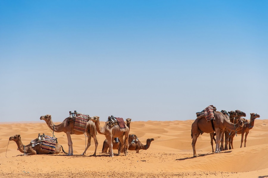 Kamele in der Wüste auf Djerba.