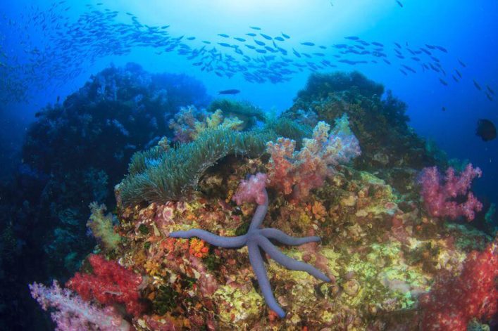 Ningaloo_reef_australien_shutterstock_372413071