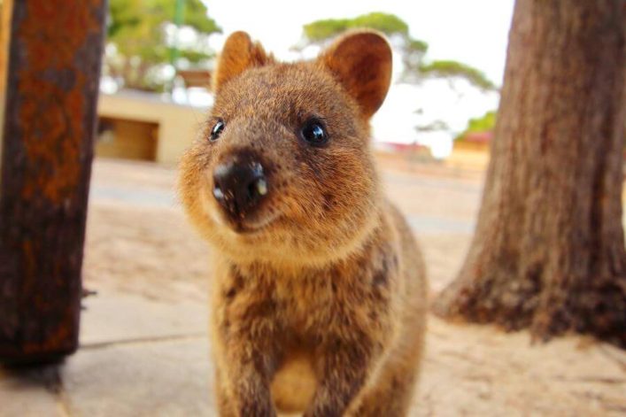 Quokka_rottnest_island_western_australia_iStock-486456250