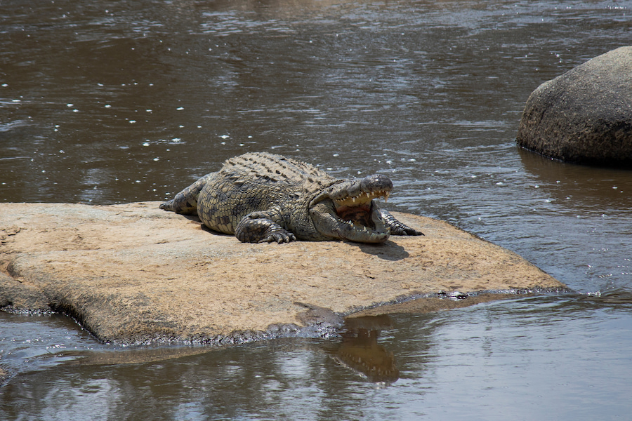 Krokodil sonnt sich auf einem flachen Felsen, umgeben von Wasser. Ein idealer Ort für einen spannenden Familienurlaub auf Gran Canaria, um die faszinierende Tierwelt zu entdecken.